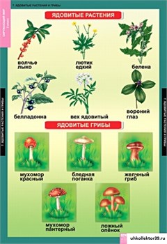 Комплект таблиц - Окружающий мир 2 класс 5-8626-014