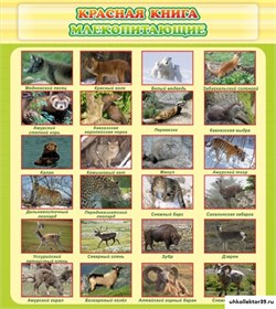 Стенд Красная книга - млекопитающие ШК-0723
