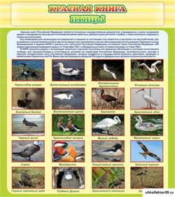 Стенд Красная книга - птицы ШК-0721
