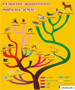 Стенд Развитие животного мира на земле ШК-0706