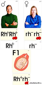 Модель-аппликация "Наследование резус-фактора" 5063