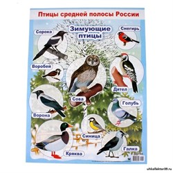 Плакат "Зимующие птицы" 279768