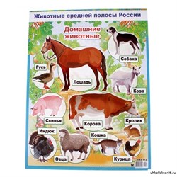 Плакат "Домашние животные" 279774