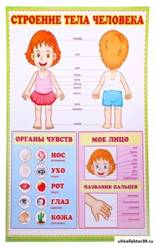 Плакат "Строение тела человека" 728733