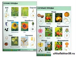 Коллекция "Семена и плоды" 7091