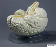 Модель "Мозг в разрезе" 2323