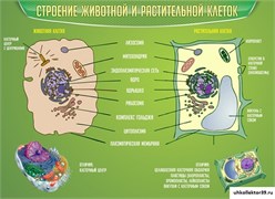 Стенд Строение животной и растительной клеток ШК-0734