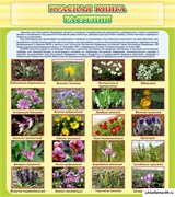 Стенд Красная книга - растения ШК-0722