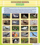 Стенд Красная книга - птицы ШК-0721