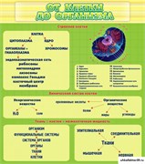Стенд От клетки до организма ШК-0707