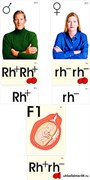 Модель-аппликация "Наследование резус-фактора" 5063