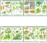 Плакаты ПРОФТЕХ "Вредители, болезни овощных, бахчевых, картофельных культур" Часть 1 11207
