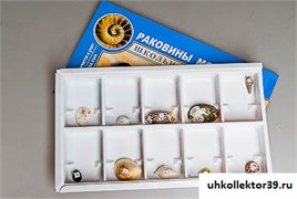Коллекция "Раковины моллюсков" 6200