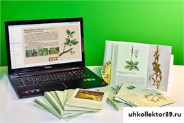Гербарий натурально-интерактивный "Дикорастущие растения" 13652