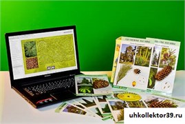 Коллекция натурально-интерактивная "Голосеменные растения" 13692