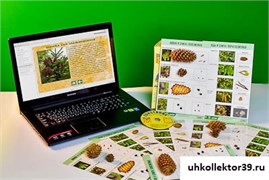 Коллекция натурально-интерактивная "Шишки, плоды, семена деревьев и кустарников" 13702