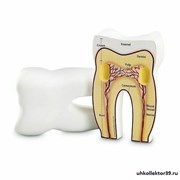 "Зуб человека модель в разрезе" (демонстрационный материал из мягкой пены, 12.5см.) LER1904