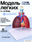Модель лёгких человека 23438